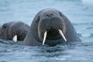 Sandra-Petrowitz_Spitzbergen_04