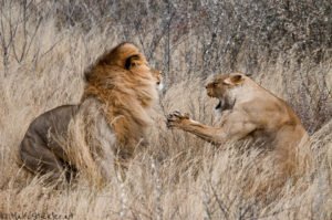 Botswana – 1 Jahr im Okavango Delt mit Marc Stickler