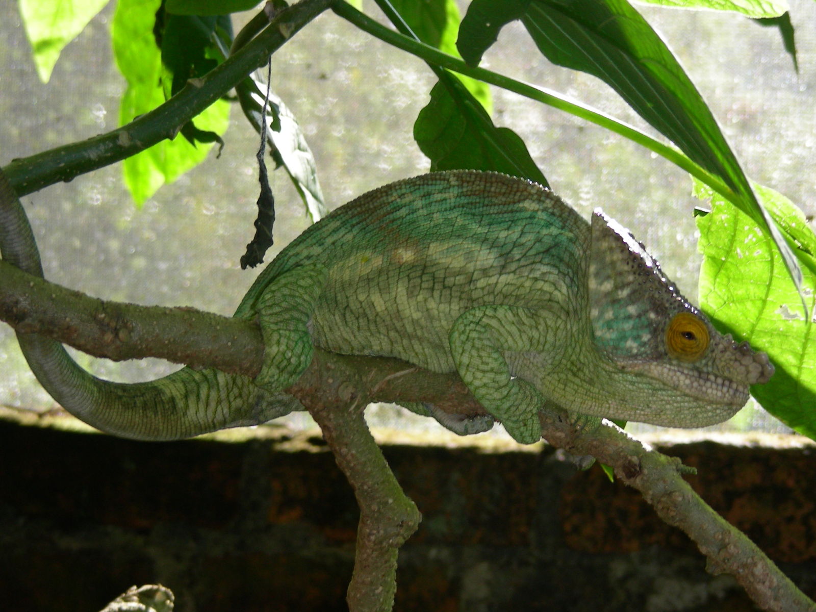 Chamäleon- und Schmetterlingsfarm