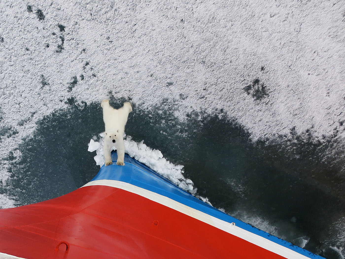 eisbaer-by-chris-westwood-gadventures