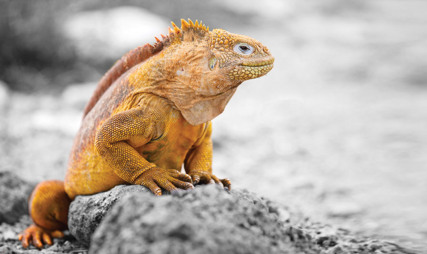 Iguana_Spot_Colour