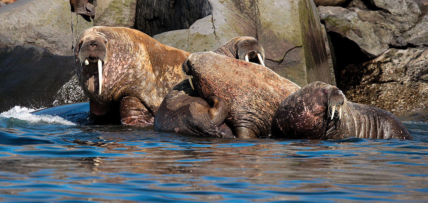 walrosselee-naraway-adventure-canada