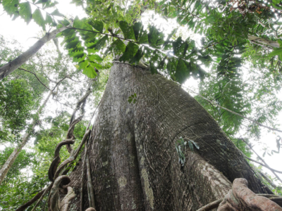 PERU / Puerto Maldonado / Rio Tambopata / Collpas Tambopata Inn / 6 Wochen in Südamerika - Photo+Adventure