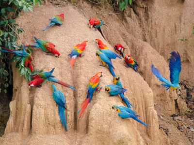 PERU / Puerto Maldonado / Rio Tambopata / Collpas Tambopata Inn / 6 Wochen in Südamerika - Photo+Adventure