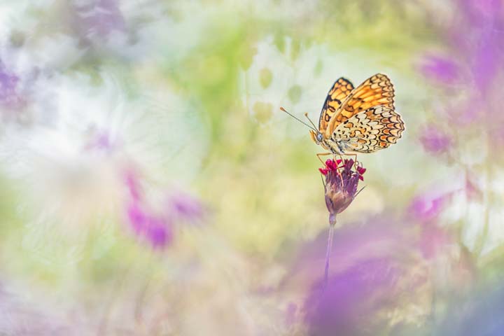 Henrik Spranz_MG_0870