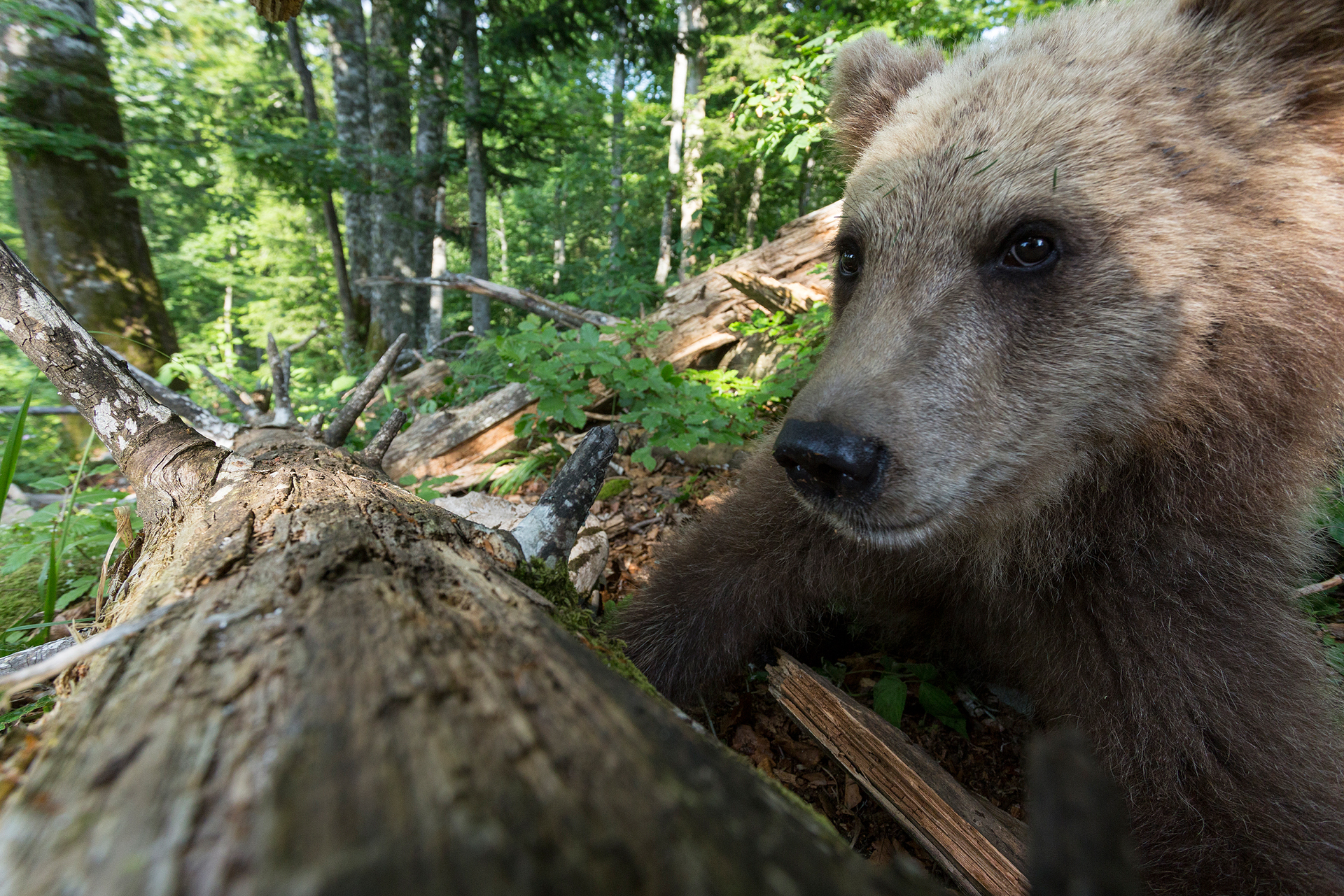 Marc Graf_Unter Baeren_Braunbaer_Weitwinkel