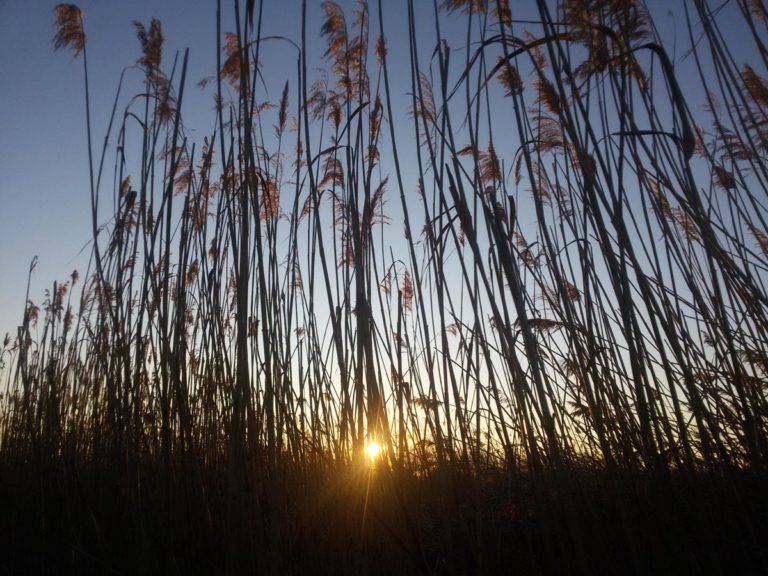 Wo sich Fuchs und Hase ‘Gute Nacht’ sagen