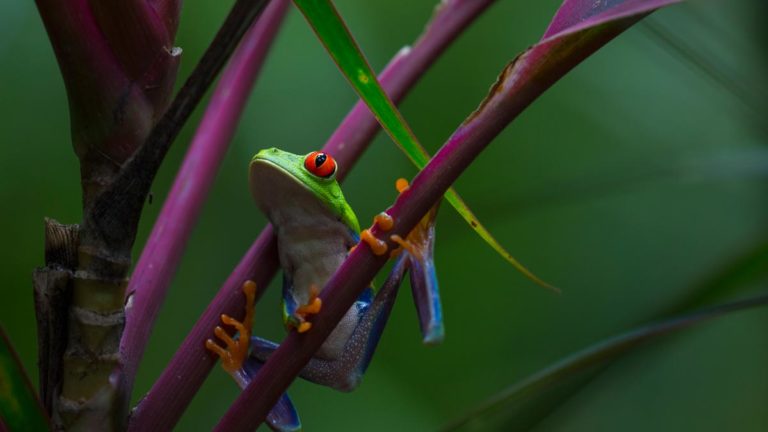 Costa Rica: das Paradies der Biodiversität