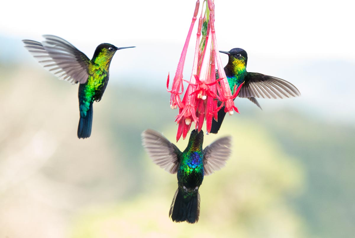 2016_06 JUNIO 03_CC_ICT_RUTA AVES_DOTA_0235