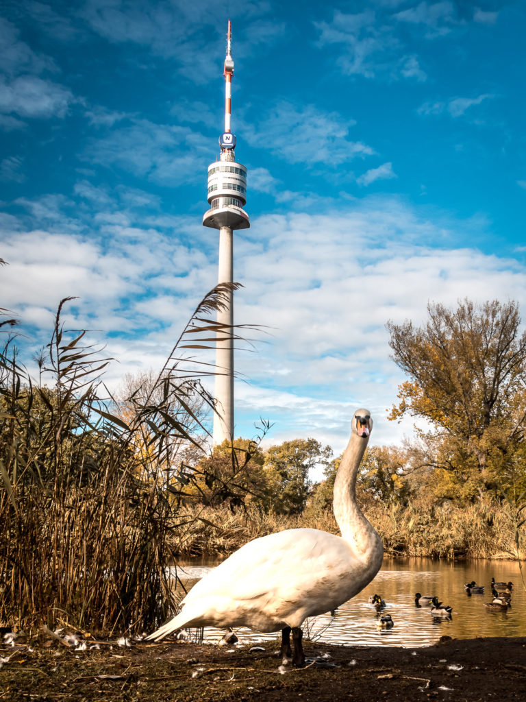 Ich Beobachte Dich Die Siegerbilder des Fotowettbewerbs "Top of Vienna" - Photo+Adventure