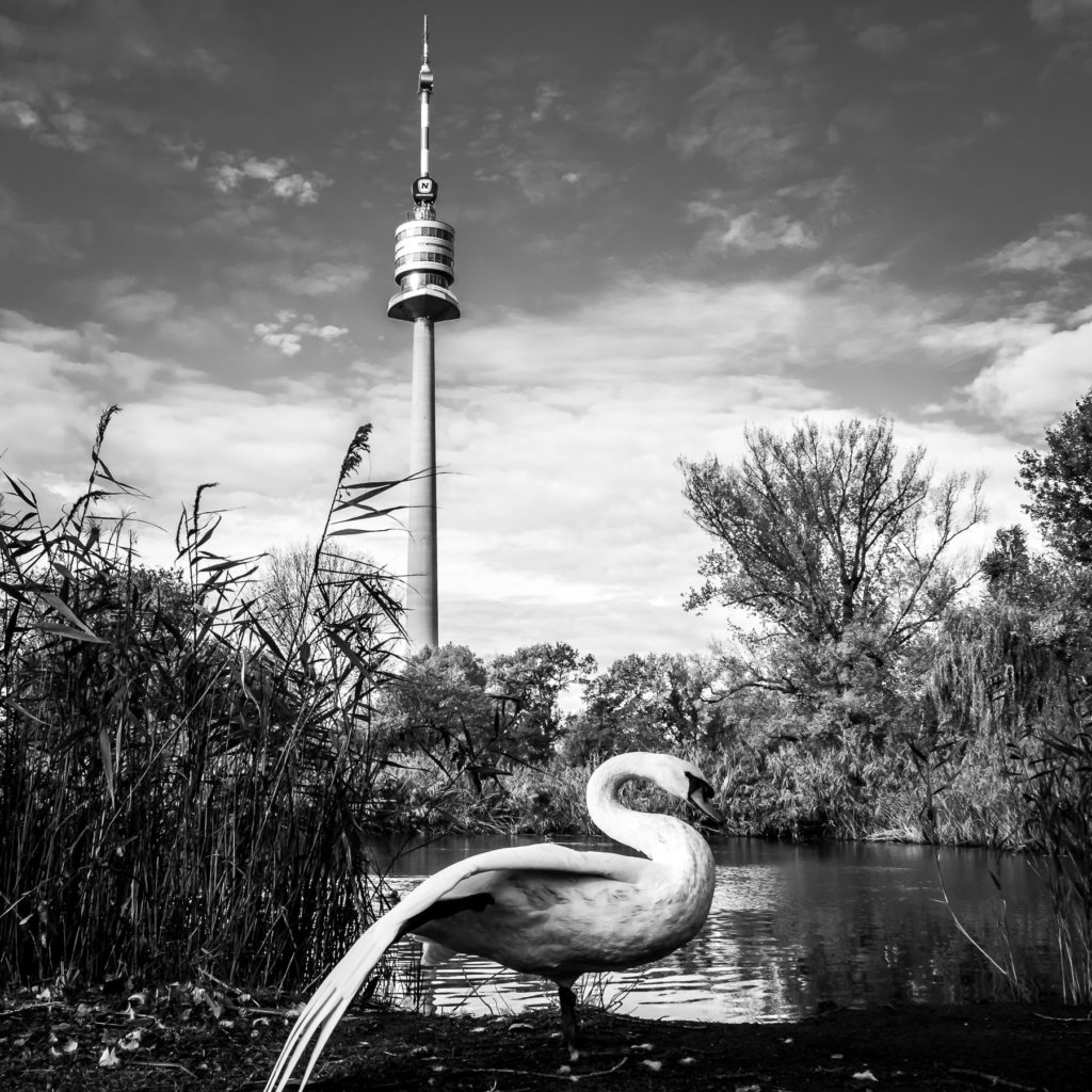 Schwanensee Die Siegerbilder des Fotowettbewerbs "Top of Vienna" - Photo+Adventure