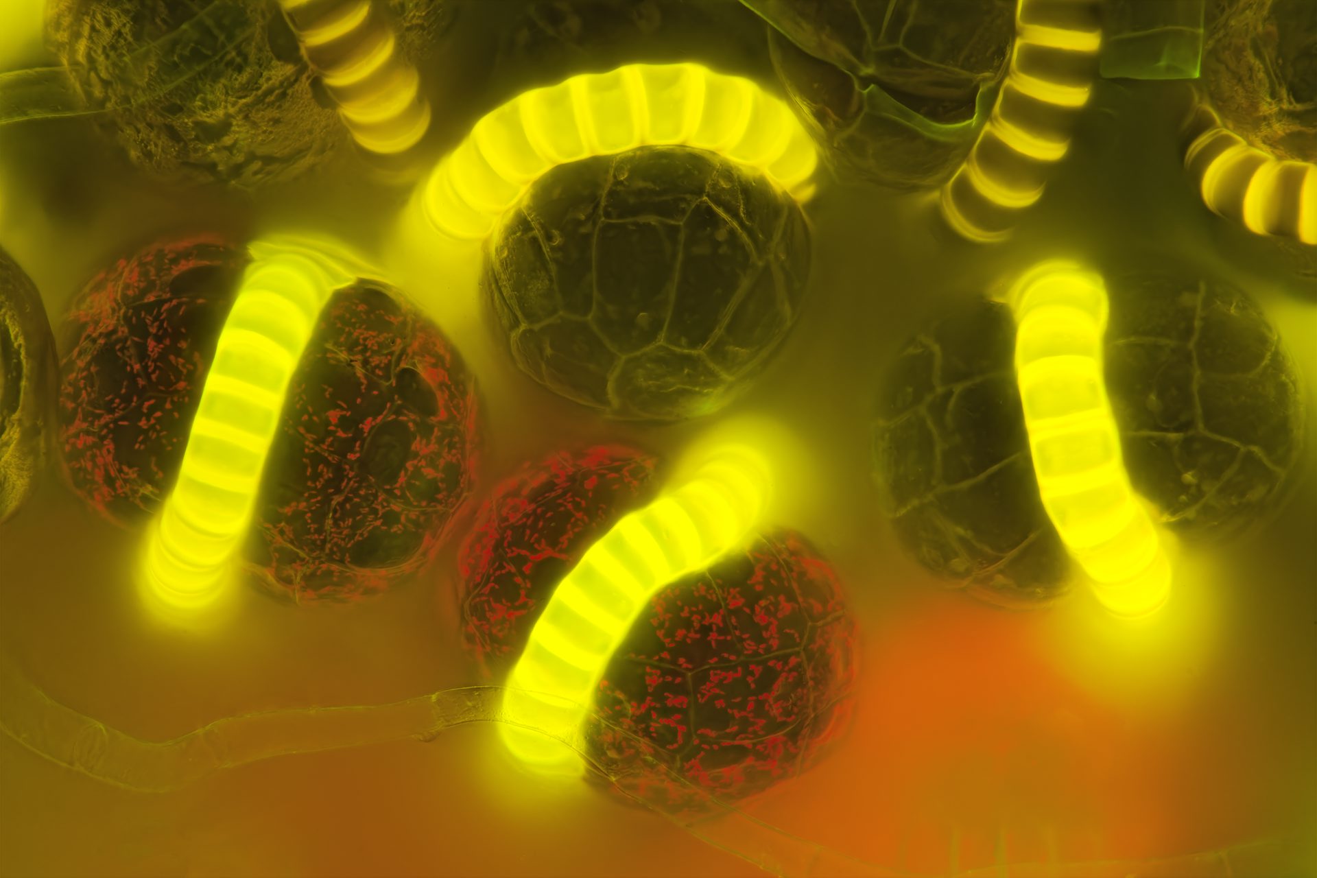 Gerhard-Zimmert_Mauerraute