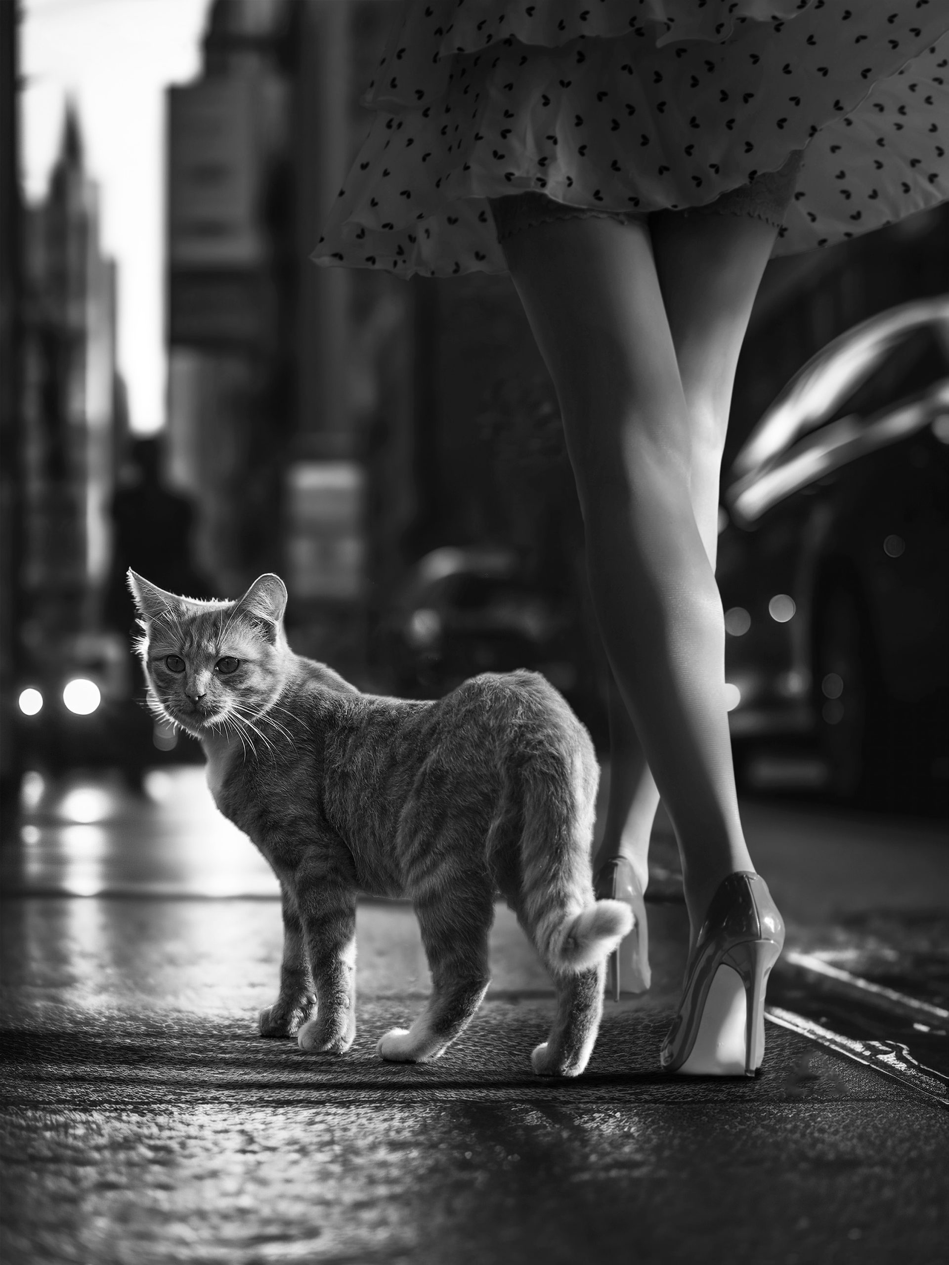 ÖVF_Marcel-Egger_StreetCats