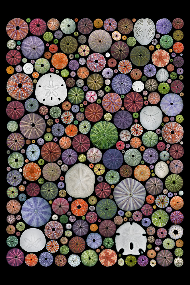 Popp-Hackner_Seeigelbild