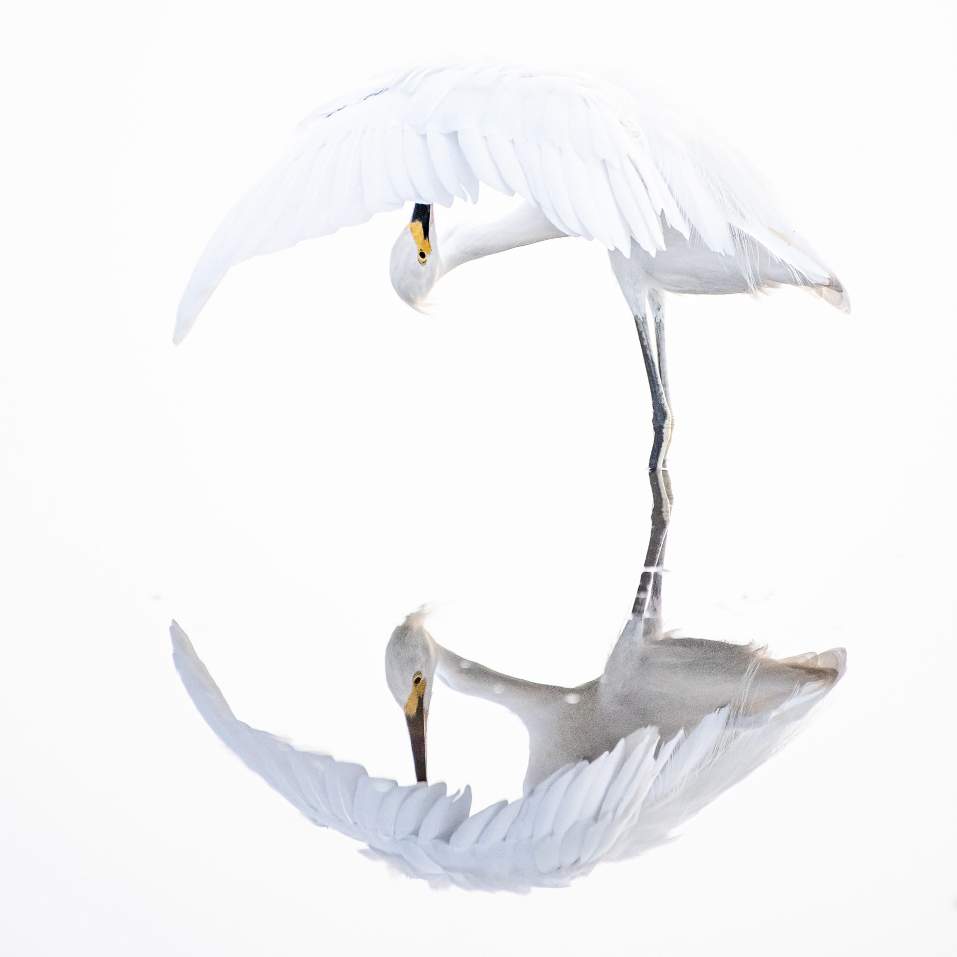 VTNÖ_Kai-Kolodziej_Reiher-Globus