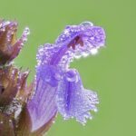 Makrofotografie − Gerhard Zimmert - Photo+Adventure