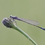 Makrofotografie − Gerhard Zimmert - Photo+Adventure