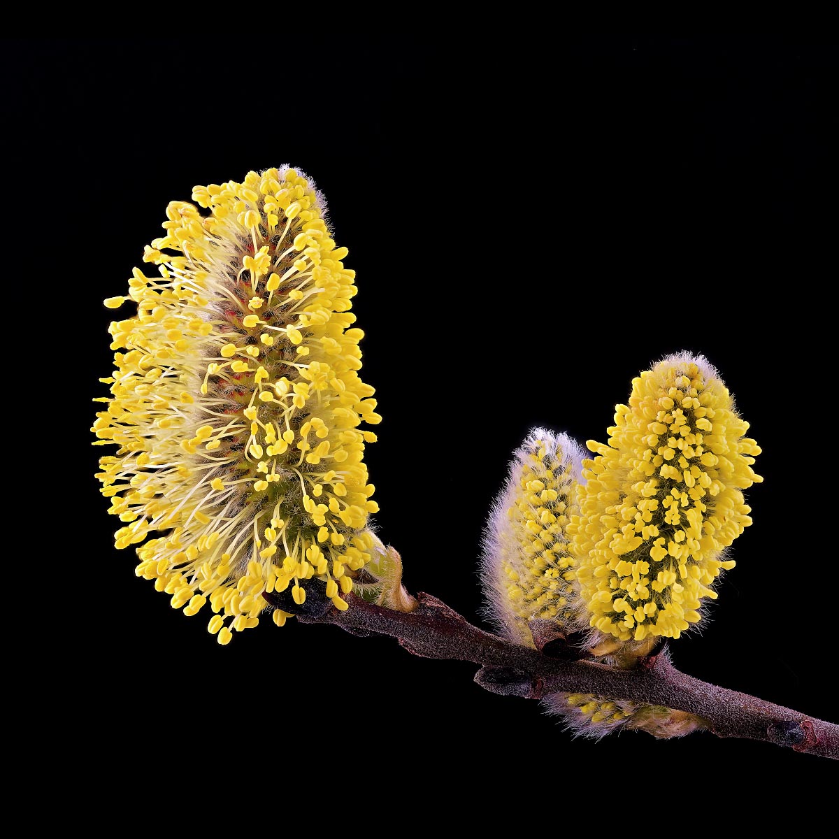 Makrofotografie − Gerhard Zimmert - Photo+Adventure