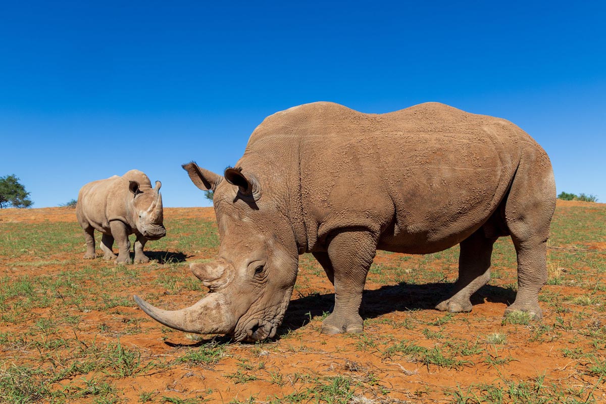 ARR_Namibia+Botswana_1