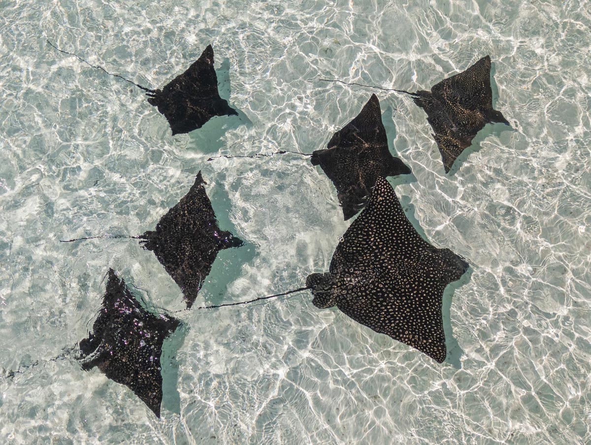 COCO_Brenner_Südsee