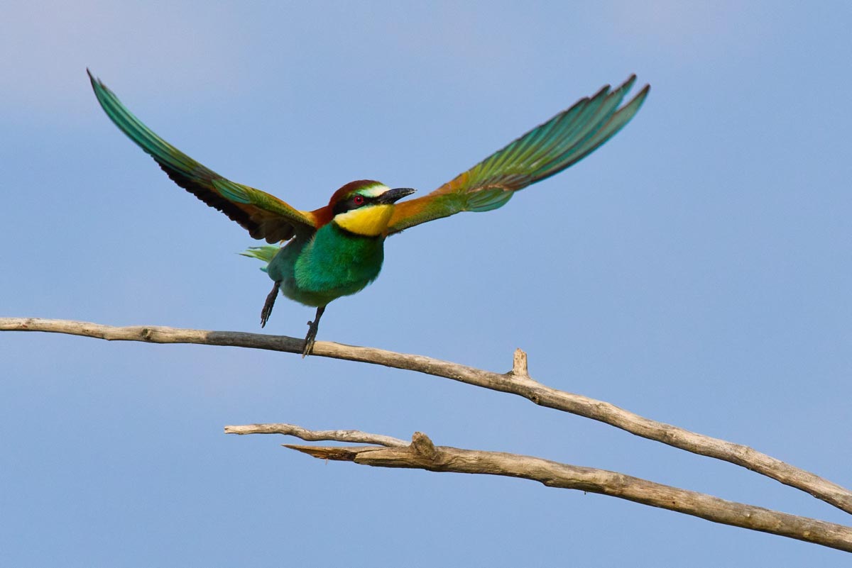 Tierfotografie mit OM SYSTEM: Freiheit und Leichtigkeit aus der Hand − Karl Grabherr / OM Digital Solutions - Photo+Adventure