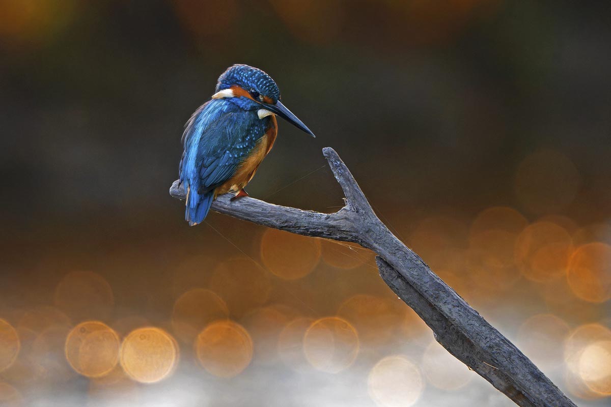 Die LIESING − Georg Popp / Wiener Wildnis - Photo+Adventure