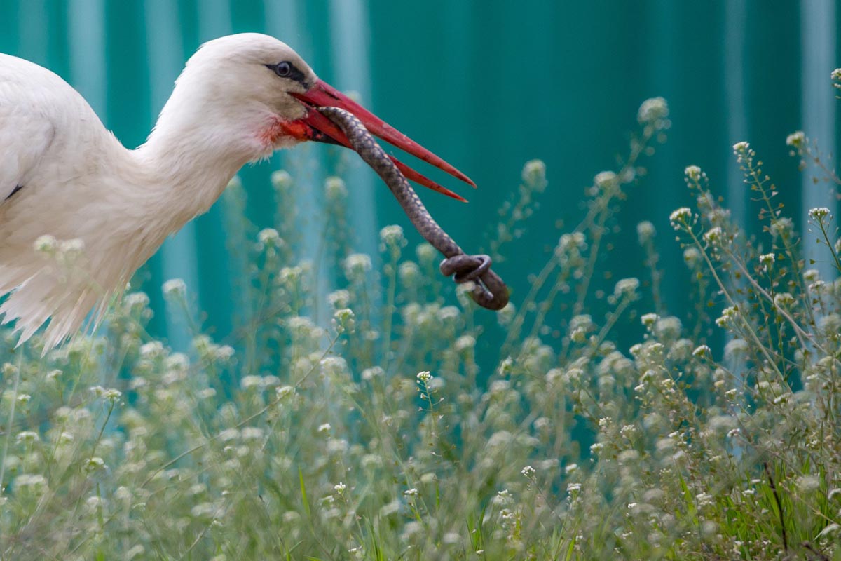 WrFotoschule_Hausboot_Donaudelta