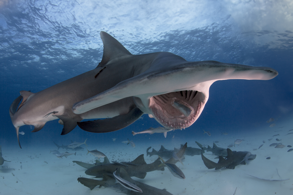 Unter dem Meer: Faszination Unterwasserfotografie − Herbert Futterknecht / CEWE - Photo+Adventure