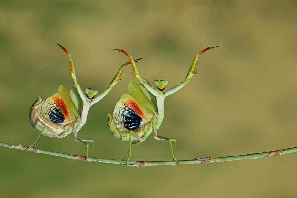 CEWE Photo Award 2025_Gesamtsieger_Hasan Baglar_Danlock