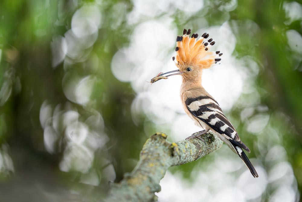 Ethik-David-Stenitzer