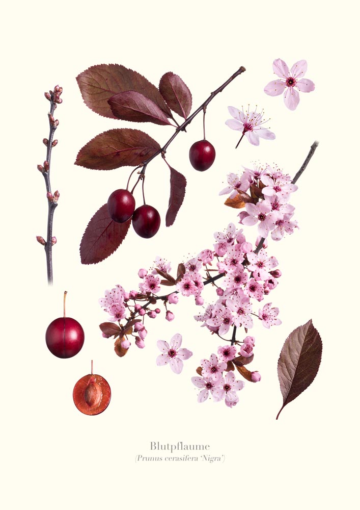 IraHilger_Metamorphose_Blutpflaume_2048px